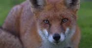 Beautiful Red Fox Close Up Portrait Lying Down Slow Motion Stock Footage