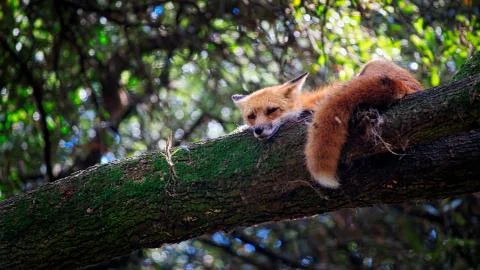 Beautiful Red Fox Foto stock