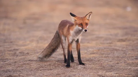 The beautiful red fox posing on camera Video stock 143568965
