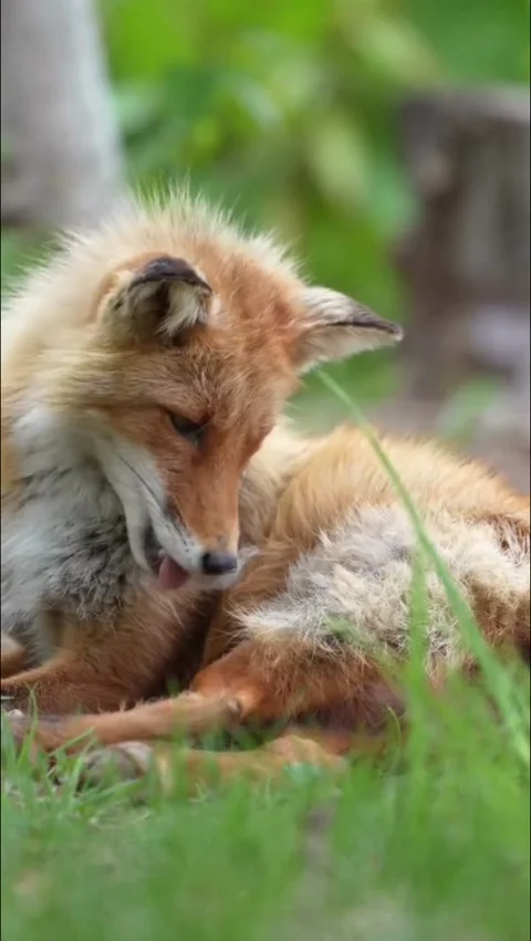A beautiful red fox resting in the grass in a natural habitat Stock Footage 336033576