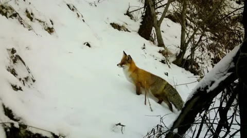 Beautiful red fox in the snow 01 Stock Footage