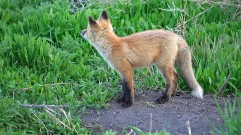 Beautiful red fox standing alert in slow motion video 库存影片 333437930