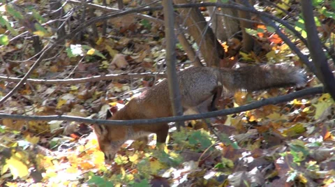 Beautiful red fox (Vulpes vulpes)in autumn forest Stock Footage 29658564
