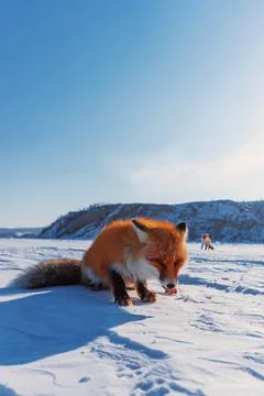 A beautiful red fox walks through the snow at Lake Baikal. The fox is eating Stock Photos