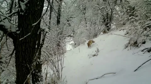 Beautiful red fox in the winter forest 02 스톡 동영상 130667301