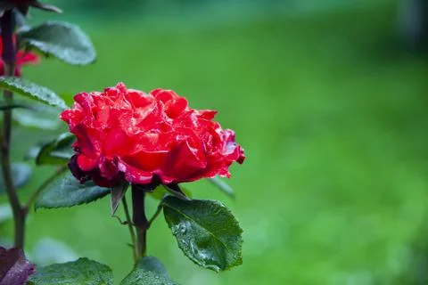 Beautiful red garden rose flower in water drops after rain. Stock Photos