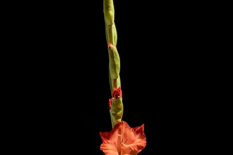 Beautiful red gladiole Stock Footage 90704645