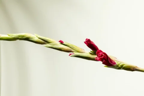 Beautiful red gladiole Stock-Footage 95078559