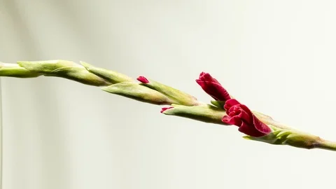 Beautiful red gladiole Stock Footage 95078592