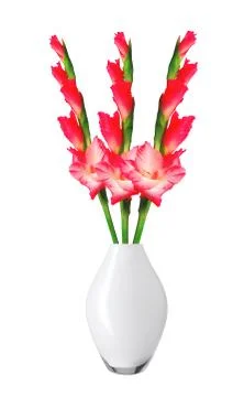 Beautiful red gladiolus in vase isolated on white background 写真素材