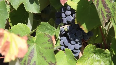 Beautiful red grapes hanging from vine in the autumn harvest Stock Footage 81656960
