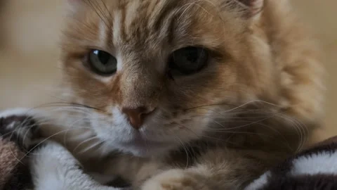 Beautiful red-haired ginger green-eyed cat lies on couch. Raises his head and Stock Footage 147441593