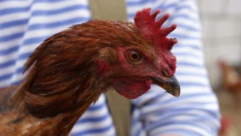 Beautiful red hen-laying hen in profile close-up. Look at the bird in the camera Stock Footage 98502553