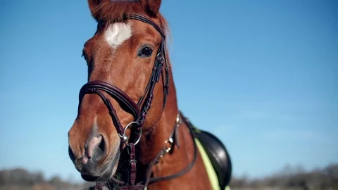 Beautiful red horse muzzle close up 4K Stock Footage 88778351