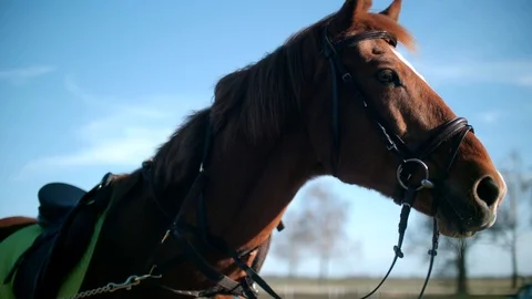 Beautiful red horse muzzle close up slow motion 4K Stock Footage 88778429