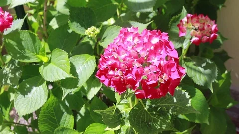 Beautiful red hydrangea Video stock 97448102