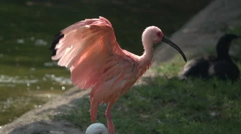 Beautiful Red Ibis Flapping Wings, Slow Motion Stockbeeldmateriaal 64898355
