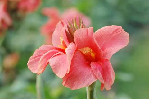 Beautiful red iris flower Stock Photos