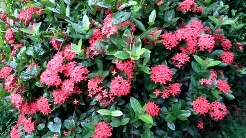 Beautiful Red Ixora coccinea or Red Ashoka blooming in the park Stock Footage 331051763