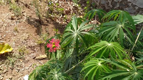 Beautiful red Jatropha multifida flower Video stock 256455243