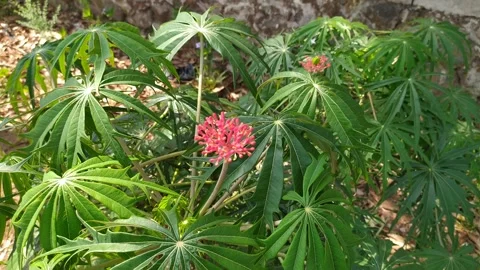 Beautiful red Jatropha multifida flower Video stock 256455248