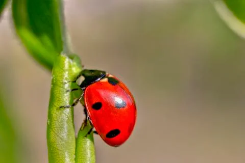 Beautiful red ladybug Stock Photos
