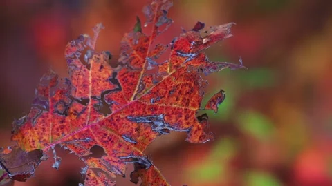Beautiful Red Leaf Closeup, Dry, Colorful Surface, Autumn Fall 動画素材 195042560