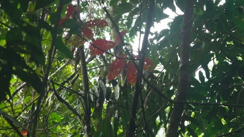 Beautiful red leaf Stock Footage 317885071