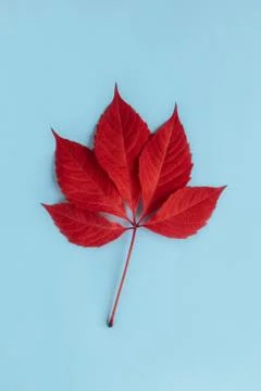 Beautiful red leaf on a light blue background. Autumn background. Flat lay. P Foto stock