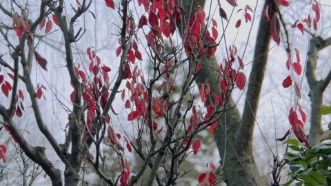 Beautiful red leaf on old trees in winter season 스톡 동영상 91361644