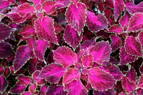 Beautiful red leaves of Coleus 'Ruby Punch' tropical plant Foto stock