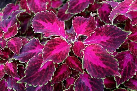 Beautiful red leaves of Coleus 'Ruby Punch' annual plant Stockfoto's