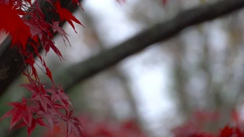 Beautiful Red Leaves Fall off a Tree as Winter Looms Stock Footage 89146865