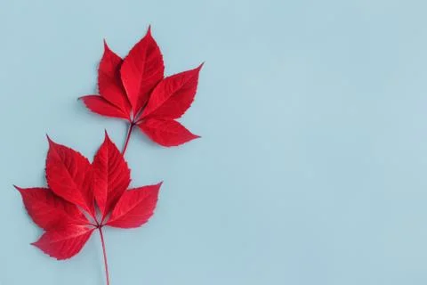Beautiful red leaves on a light blue background. Autumn background. Flat lay. Stock Photos
