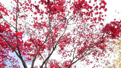 Beautiful Red Leaves On A Tree In The Fall 01 Stock Footage 77611799