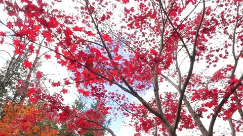 Beautiful Red Leaves On A Tree In The Fall 02 Stock-Footage 77611803