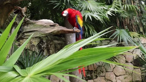 Beautiful red macaw, ara macao this is a very beautiful exotic parrot natural Stock Footage 169138919