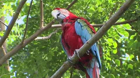 A Beautiful Red Macaw on a tree Stock-Footage 57766841