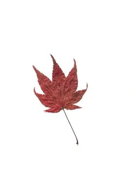 A beautiful red maple leaf against a white background evokes the feeling of a Stock Photos