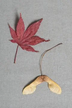 Beautiful red maple leaf and helicopter seed Stock Photos