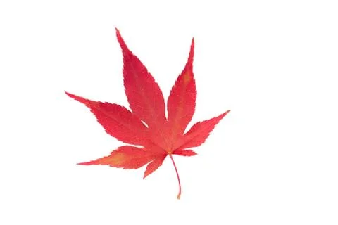 Beautiful red Maple leaf isolated on white background. Foto stock