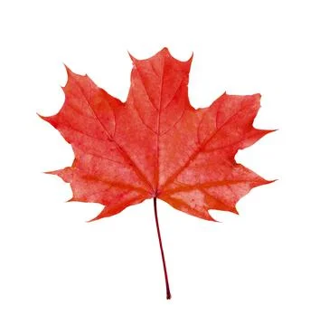 Beautiful red maple leaf isolated on white. Autumn season Stock Photos