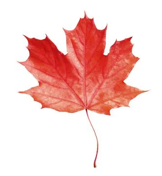 Beautiful red maple leaf isolated on white. Autumn season Foto stock