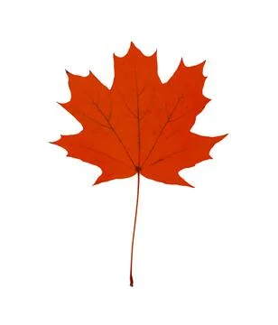 Beautiful red maple leaf isolated on white. Autumn season Stock Photos