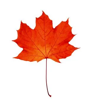 Beautiful red maple leaf isolated on white. Autumn season Stock Photos