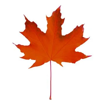Beautiful red maple leaf isolated on white. Autumn season Stock Photos