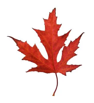 Beautiful red maple leaf isolated on white. Autumn season Stock Photos