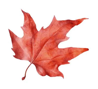 Beautiful red maple leaf isolated on white. Autumn season Stock Photos