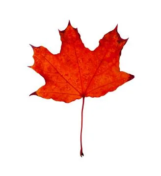 Beautiful red maple leaf isolated on white. Autumn season Stock Photos