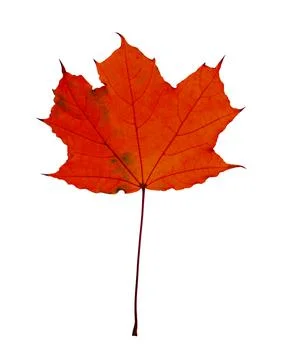 Beautiful red maple leaf isolated on white. Autumn season Stock Photos
